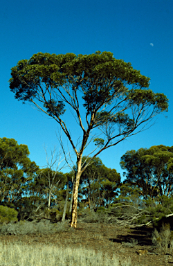 APII jpeg image of Eucalyptus clivicola  © contact APII