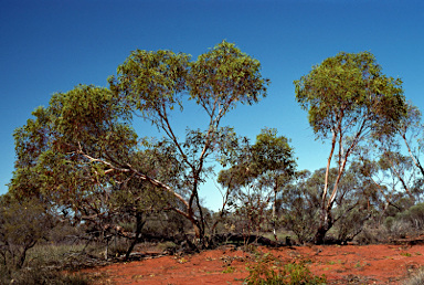 APII jpeg image of Eucalyptus concinna  © contact APII