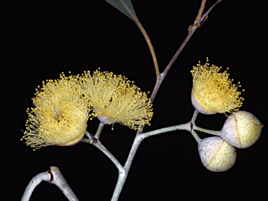 APII jpeg image of Eucalyptus crucis subsp. praecipua  © contact APII