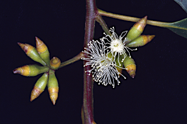 APII jpeg image of Eucalyptus cypellocarpa  © contact APII