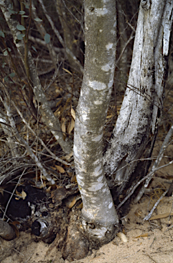 APII jpeg image of Eucalyptus decipiens subsp. decipiens  © contact APII