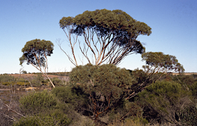 APII jpeg image of Eucalyptus diminuta  © contact APII