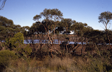 APII jpeg image of Eucalyptus diminuta  © contact APII