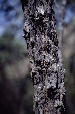 APII jpeg image of Eucalyptus dolorosa  © contact APII