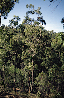 APII jpeg image of Eucalyptus dorsiventralis  © contact APII