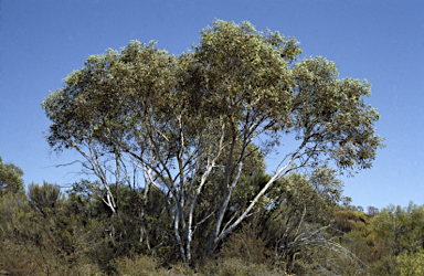 APII jpeg image of Eucalyptus drummondii  © contact APII