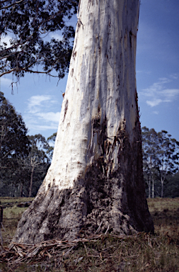 APII jpeg image of Eucalyptus dunnii  © contact APII