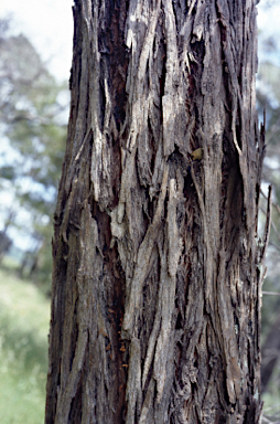 APII jpeg image of Eucalyptus fulgens  © contact APII