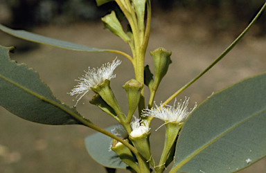 APII jpeg image of Eucalyptus gittinsii  © contact APII