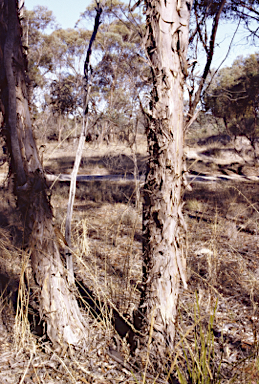 APII jpeg image of Eucalyptus hebetifolia  © contact APII