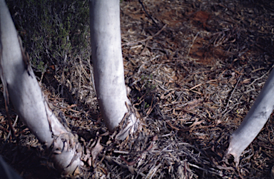 APII jpeg image of Eucalyptus horistes  © contact APII