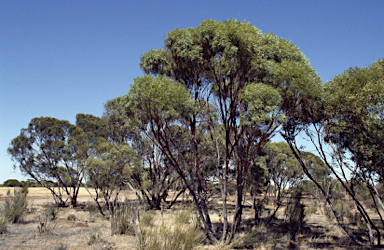 APII jpeg image of Eucalyptus kochii subsp. kochii  © contact APII