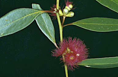 APII jpeg image of Eucalyptus lansdowneana  © contact APII