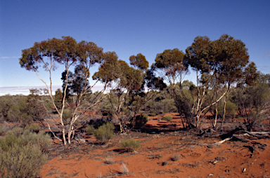 APII jpeg image of Eucalyptus leptophylla  © contact APII