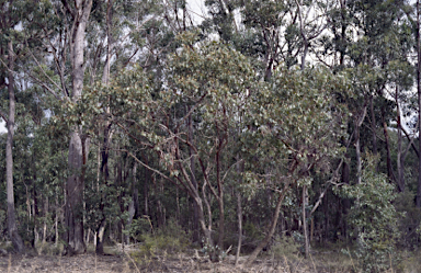 APII jpeg image of Eucalyptus magnificata  © contact APII