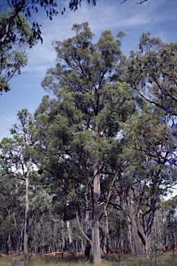 APII jpeg image of Eucalyptus mckieana  © contact APII