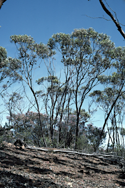 APII jpeg image of Eucalyptus megacornuta  © contact APII