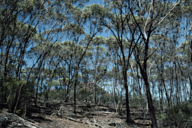 APII jpeg image of Eucalyptus megacornuta  © contact APII