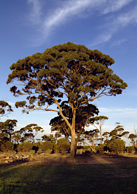 APII jpeg image of Eucalyptus melanoxylon  © contact APII