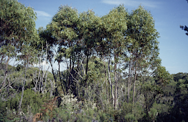 APII jpeg image of Eucalyptus nitida  © contact APII