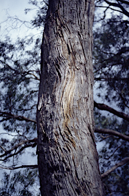 APII jpeg image of Eucalyptus nitida  © contact APII