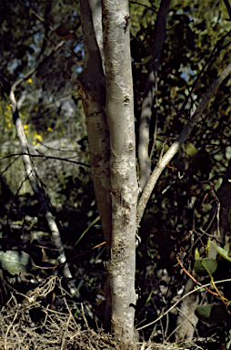 APII jpeg image of Eucalyptus argutifolia  © contact APII