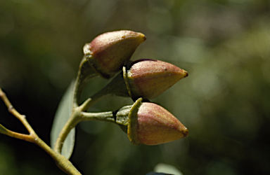 APII jpeg image of Eucalyptus armillata  © contact APII