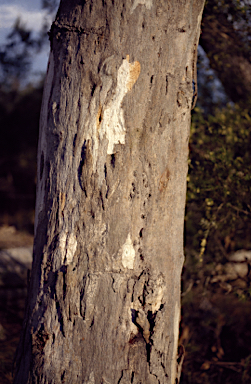 APII jpeg image of Eucalyptus bancroftii  © contact APII