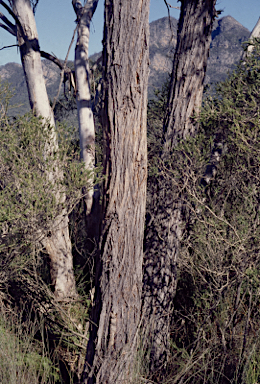 APII jpeg image of Eucalyptus baxteri  © contact APII