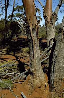 APII jpeg image of Eucalyptus oleosa subsp. oleosa  © contact APII