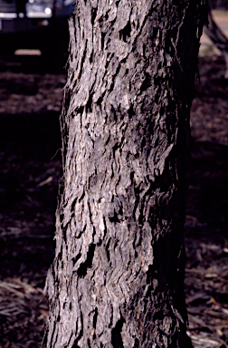 APII jpeg image of Eucalyptus oleosa subsp. cylindroidea  © contact APII