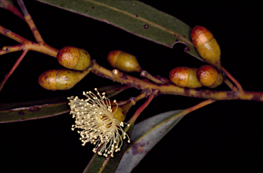 APII jpeg image of Eucalyptus oleosa subsp. cylindroidea  © contact APII