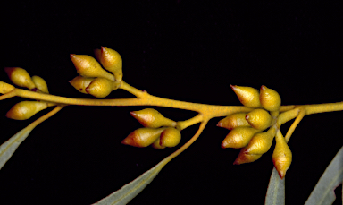 APII jpeg image of Eucalyptus olivina  © contact APII