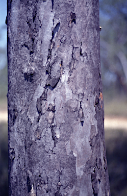 APII jpeg image of Eucalyptus pachycalyx subsp. waajensis  © contact APII