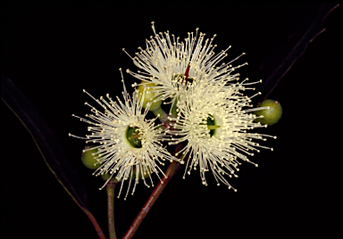 APII jpeg image of Eucalyptus patens  © contact APII