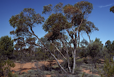 APII jpeg image of Eucalyptus platycorys  © contact APII