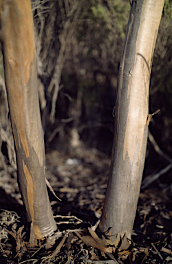 APII jpeg image of Eucalyptus platydisca  © contact APII