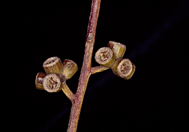 APII jpeg image of Eucalyptus polita  © contact APII