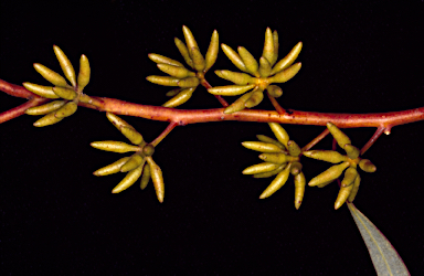 APII jpeg image of Eucalyptus subangusta subsp. pusilla  © contact APII