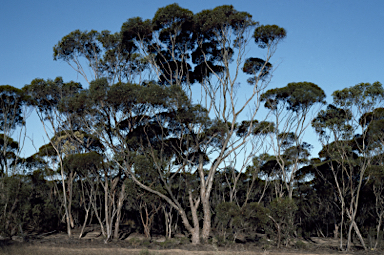 APII jpeg image of Eucalyptus quadrans  © contact APII