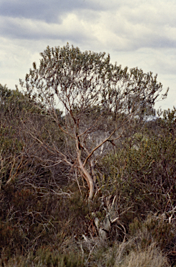 APII jpeg image of Eucalyptus recurva  © contact APII