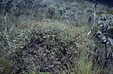 APII jpeg image of Eucalyptus redunca  © contact APII