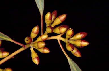 APII jpeg image of Eucalyptus rigidula  © contact APII