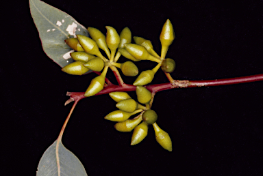 APII jpeg image of Eucalyptus rudis subsp. rudis  © contact APII