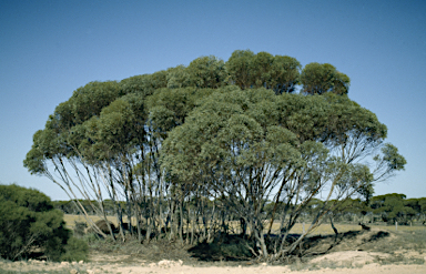 APII jpeg image of Eucalyptus rugosa  © contact APII