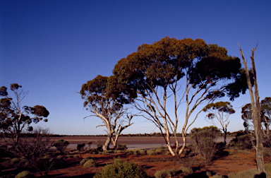 APII jpeg image of Eucalyptus salicola  © contact APII