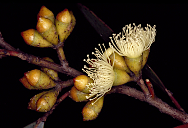 APII jpeg image of Eucalyptus sp. Southern wheatbelt (D.Nicolle & M.French DN 5507)  © contact APII