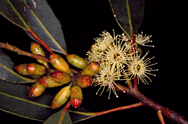 APII jpeg image of Eucalyptus leptocalyx  © contact APII