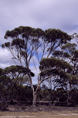 APII jpeg image of Eucalyptus leptocalyx  © contact APII