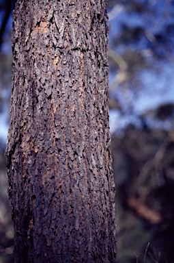 APII jpeg image of Eucalyptus sieberi  © contact APII